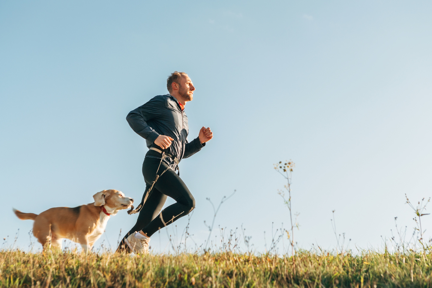 Sport activity with pet. Canicross exercises. Man runs with his beagle dog